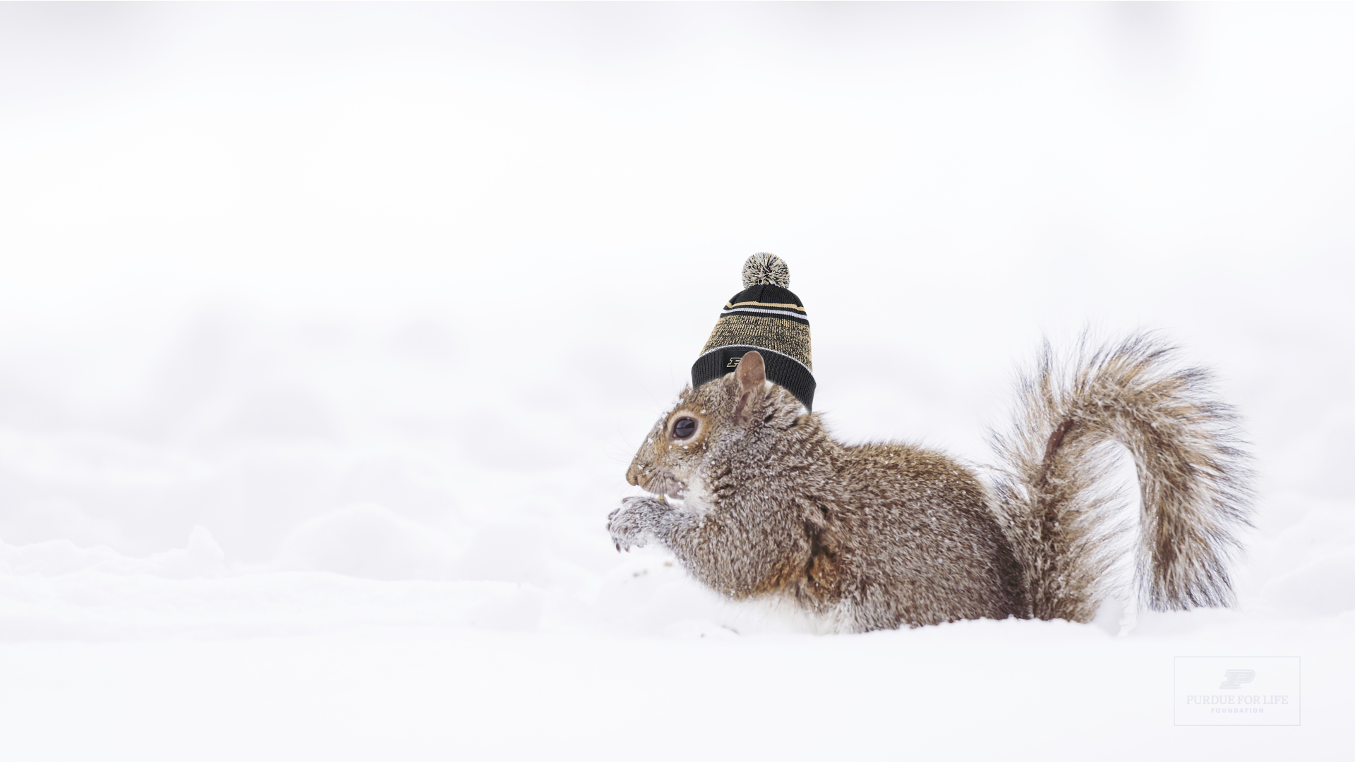 Squirrel with a Purdue hat standing in snow.