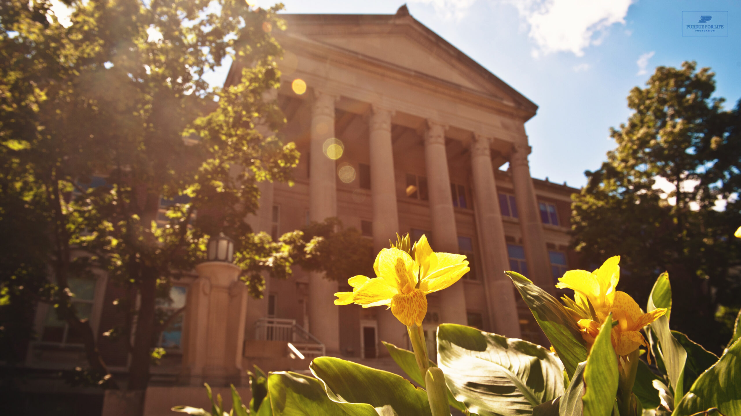 A yellow flower is shown in front of a blurred campus building in the background. the image contains no colander.