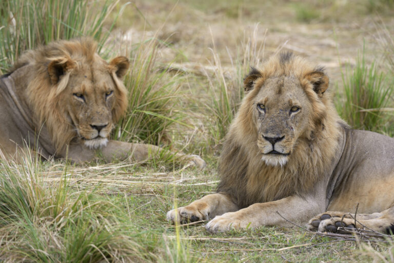 Lions (Panthera leo), male, resting in tall grass, Lower Zambezi National Park, Zambia