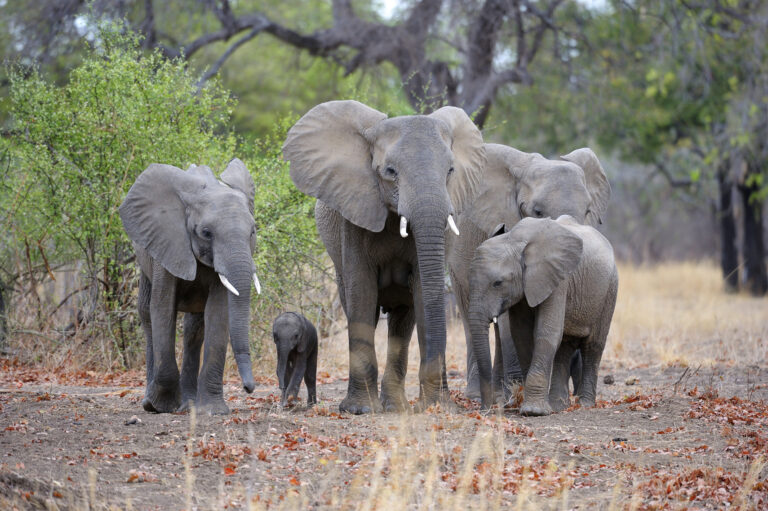 African Elephants (Loxodonta africana), family group, different ages, South Luangwa National Park, Zambia