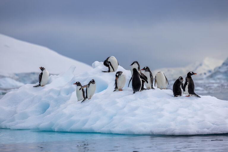 Picture showing penguins in Antarctica.