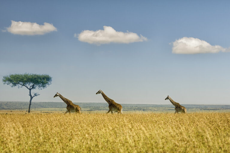 Three Masai Giraffes in savannah grasslands, Masai Mara National Reserve, Kenya. (Giraffa camelopardalis)