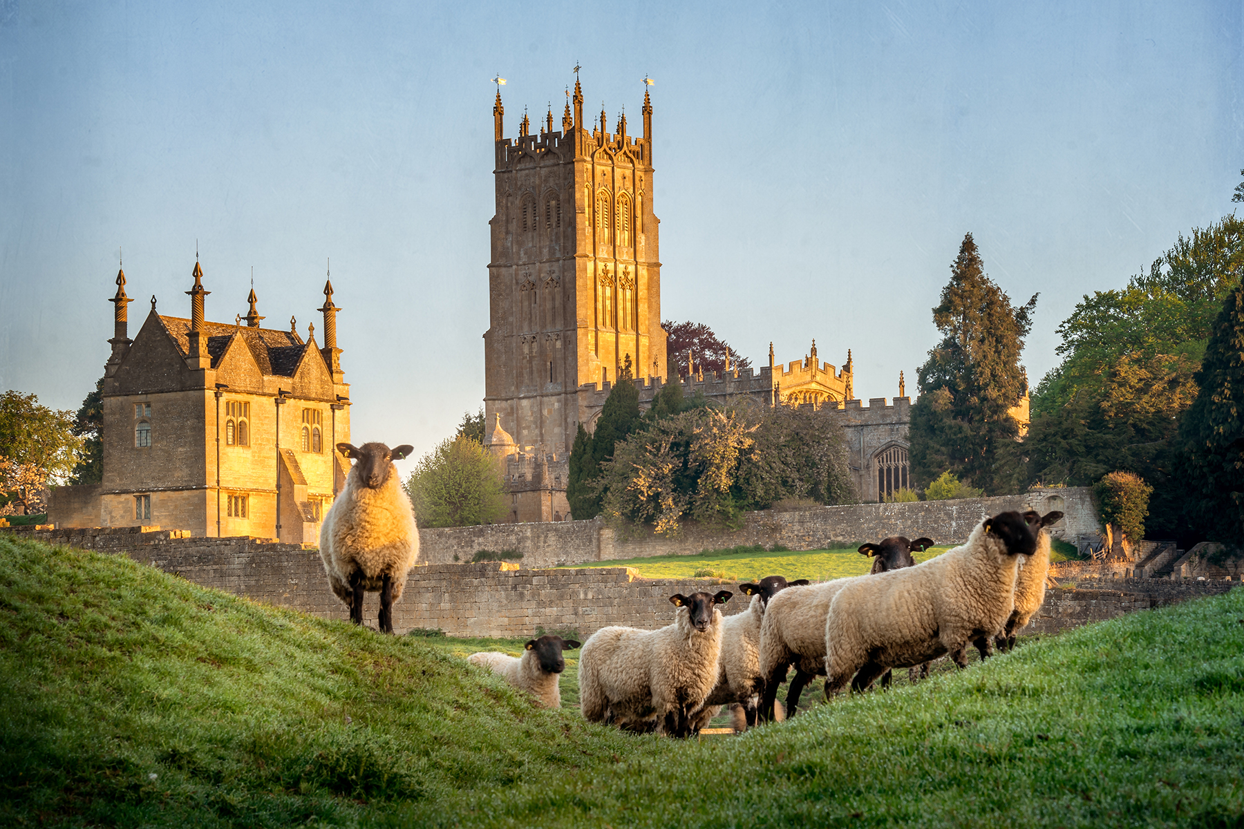 Cotswold sheep near Chipping Campden in Gloucestershire with Church in background