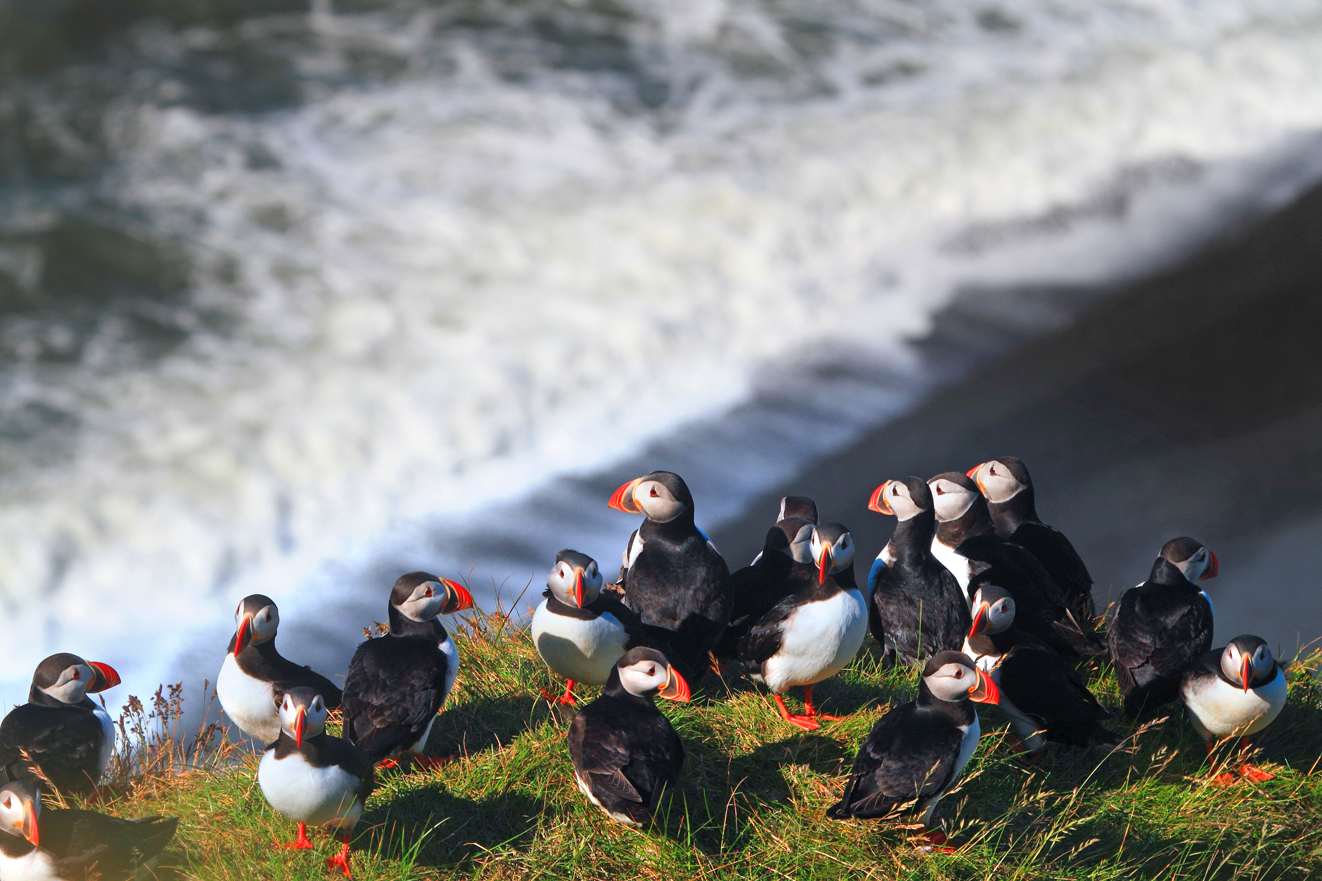 Iceland, puffins.