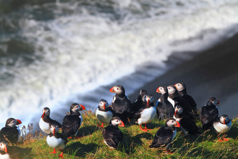 Iceland puffins