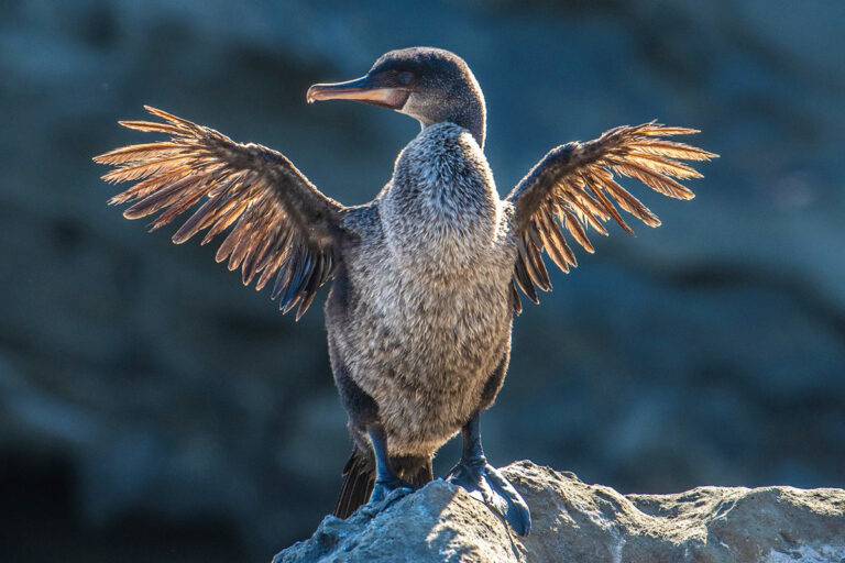 The Galápagos Islands is a volcanic archipelago in the Pacific Ocean. Picture showing a bird trying to fly.