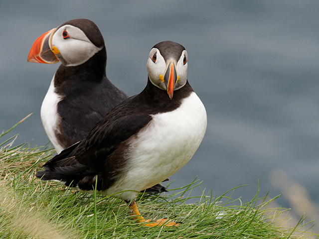 Puffins nest on grassy bluffs of Heimaey Island in the Westmann Island.