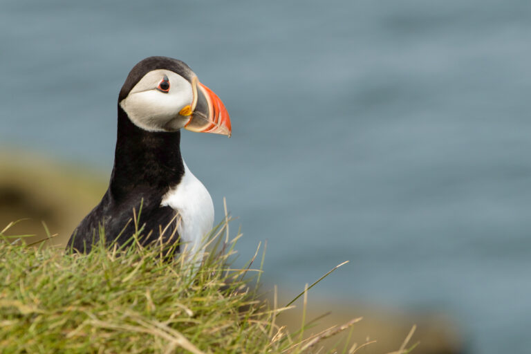 Puffin above the cliffs of Heimaey island in south Iceland. It's one of the biggest areas of puffins in the northern atlantic ocean.