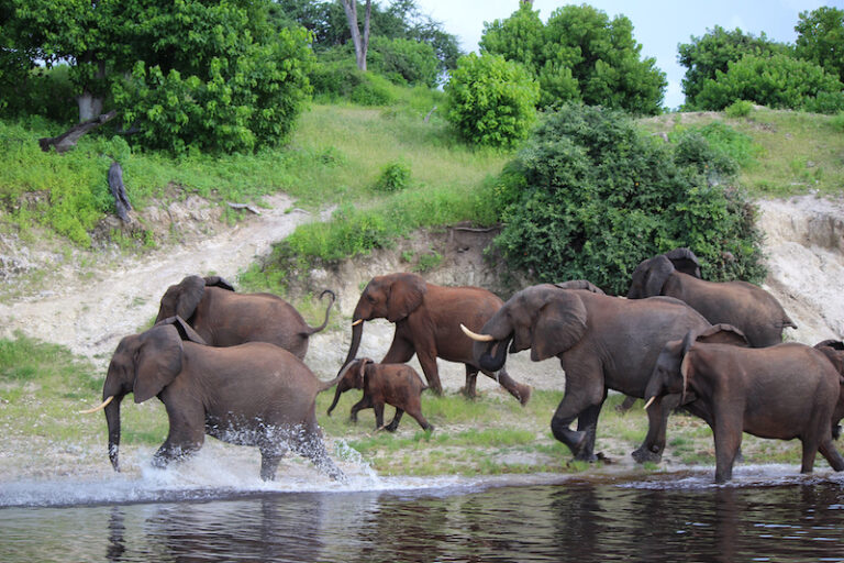 A herd of African elephants are crossing a river onto the bank. There are several females, two bulls, and a baby.