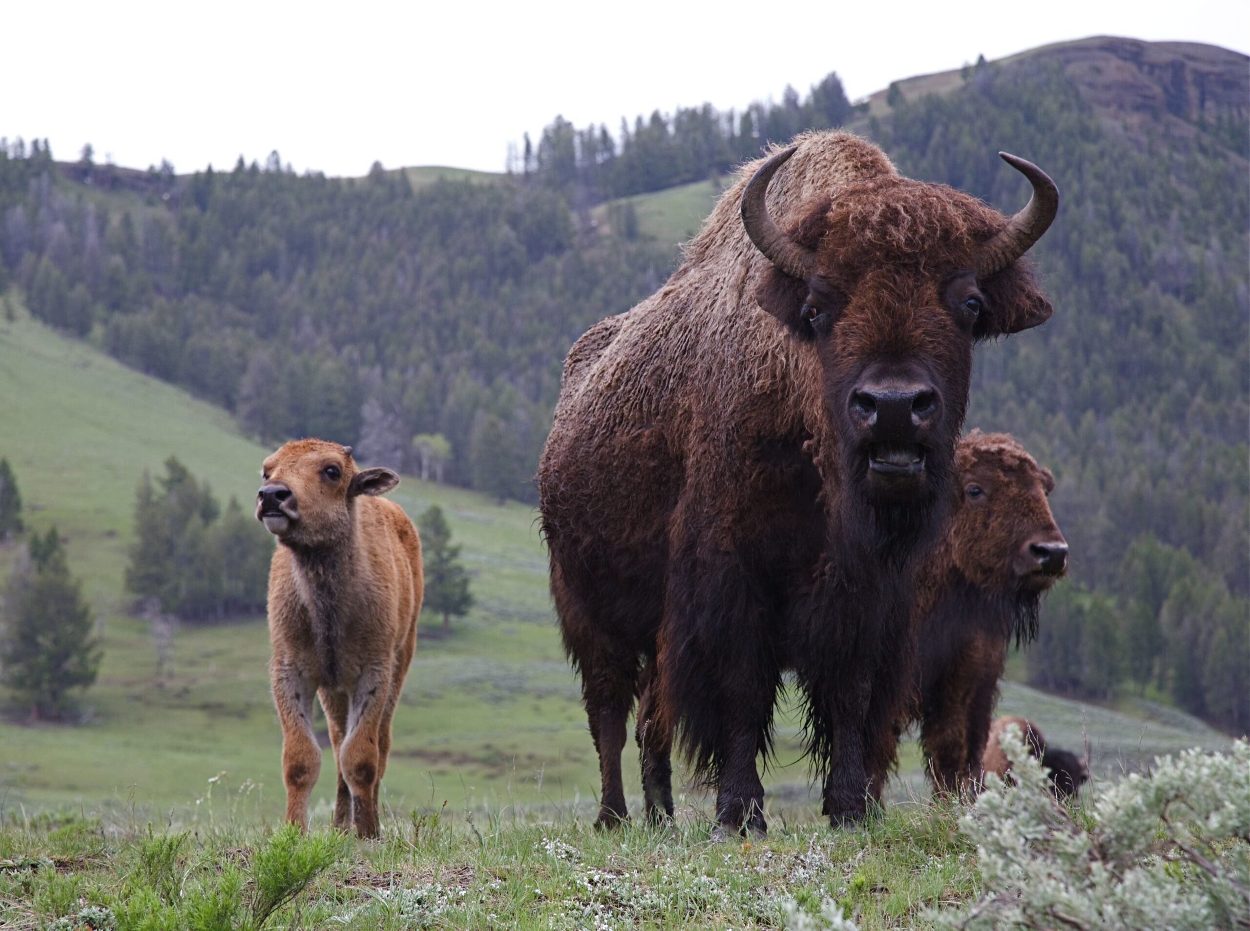 Picture showing a bison family.