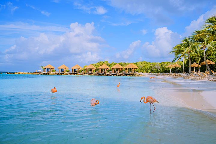 Aruba beach with pink flamingos at the beach, flamingo at the beach in Aruba Island Caribbean. A colorful flamingo at beachfront