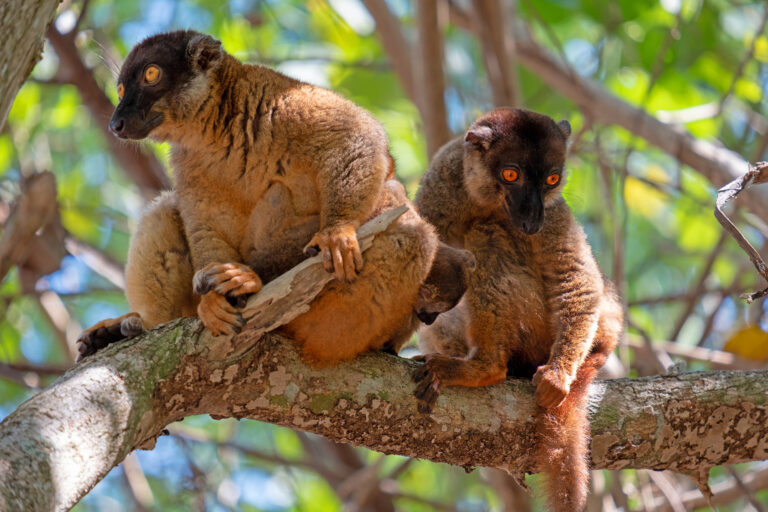 Common brown lemur found throughout Madagascar. Photo was taken in the coastal islands in north west Madagascar.