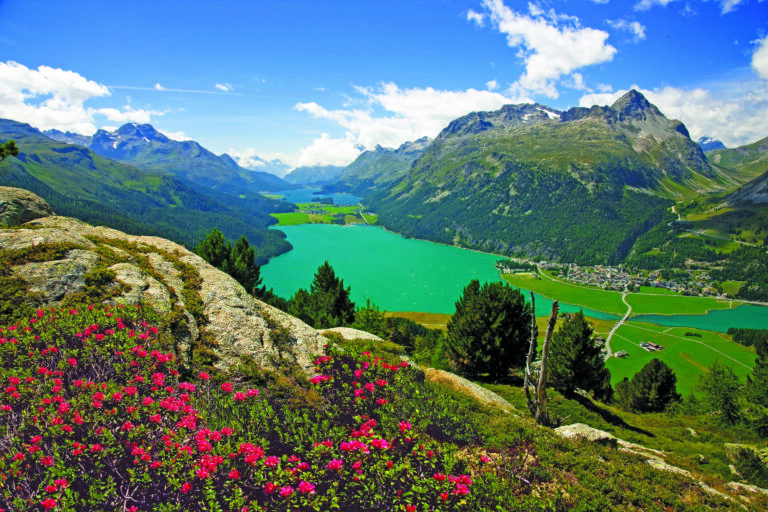 Alpenrosen mit Blick auf Silvaplana und die Oberengadiner Seen, St. Moritz, Oberengadin, Kanton Graubünden, Schweiz.