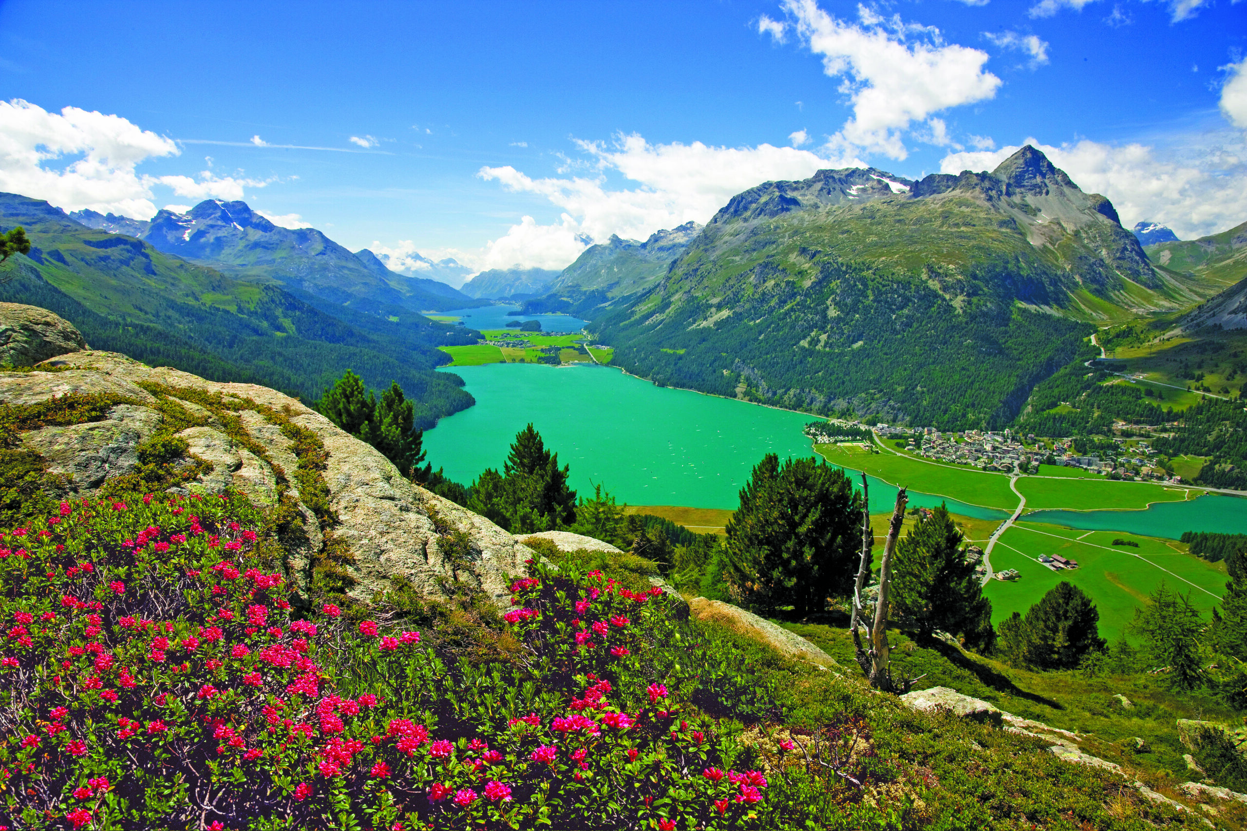 Alpenrosen mit Blick auf Silvaplana und die Oberengadiner Seen, St. Moritz, Oberengadin, Kanton Graubünden, Schweiz.