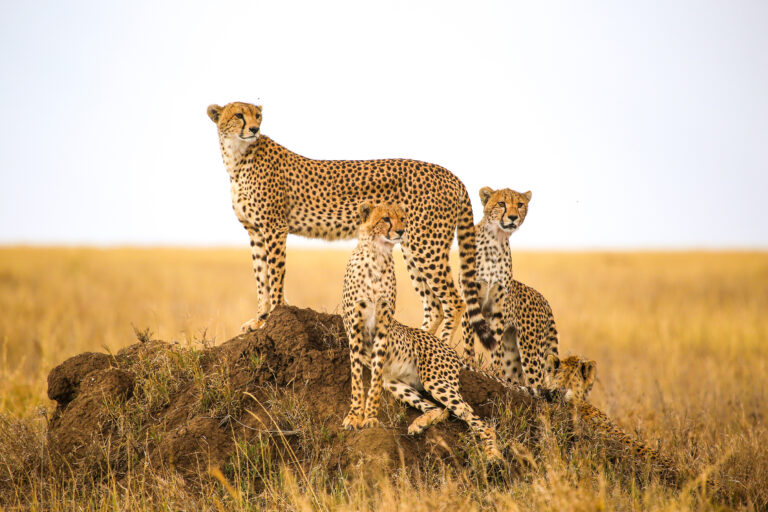 cheetahs watching prey in Serengeti National Park, Tanzania
