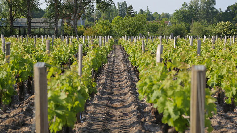 These are the Vineyards in Pauillac, France. It was taken in may 3rd, 2014.