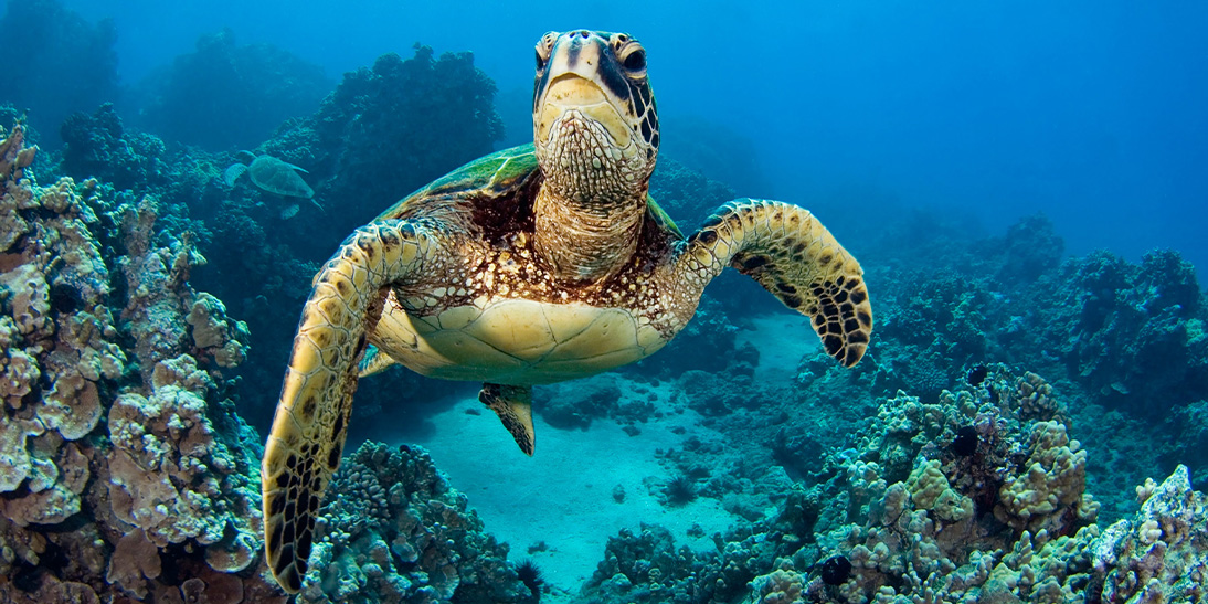 An image of turtle swimming in the ocean
