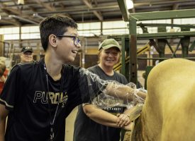 A boy smiling while sticking his hand into a cow at a GPU event