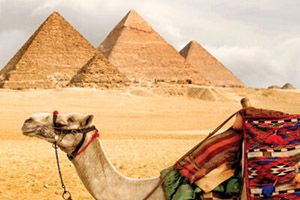 a camel in front of the Great Pyramids