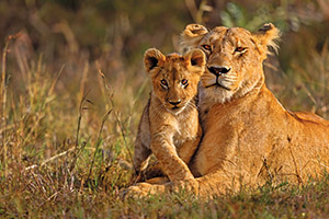 A lioness and her cub laying in a prairie in Africa