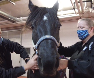 two people attending to a horse